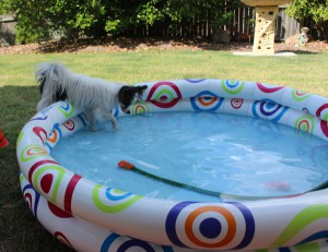 Indy Jumps Into The Pool