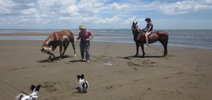 Nudgee Beach Horse 2