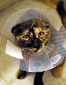 Will You Cover Your Pet For ‘Accident Only’ or ‘Accident and Illness’?