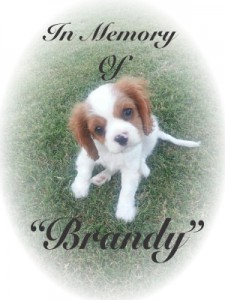 In Memory of Brandy