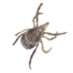 Adult - Unengorged Approx 3.8mm long, 2.6 mm wide (8 legs)