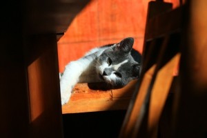Your Puss Appreciate's A Sunny Nook To Curl Up!