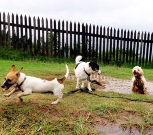 Tallulah and Friends!
