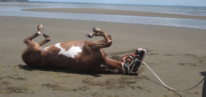 Nudgee Beach Horse
