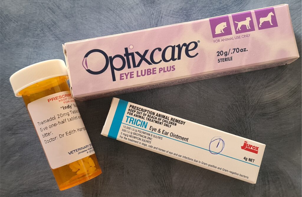 Indolent Eye Ulcers Pressplay Pets