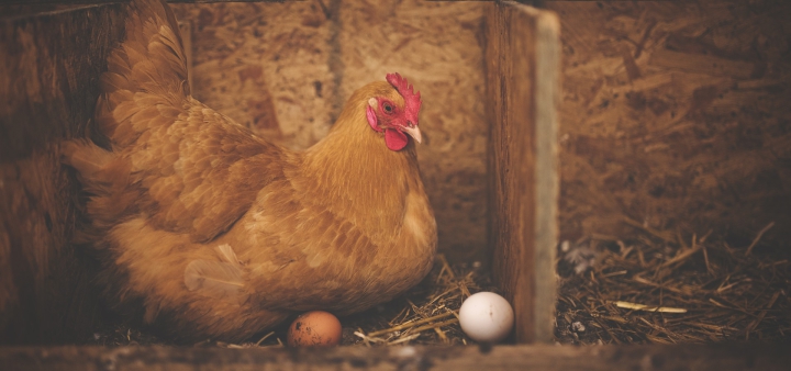 How To Prevent Calcium Deficiency In Chickens